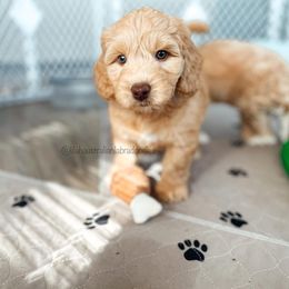 Australian Labradoodle Puppies from Lilah Australian Labradoodles