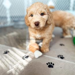 Australian Labradoodle Puppies from Lilah Australian Labradoodles