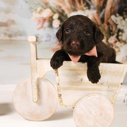 Bernedoodle and Goldendoodle Puppies from Adirondack Poodles Goldendoodles,Bernedoodles & Schnoodles
