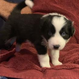 Border Collie Puppies from Best Friend Borders