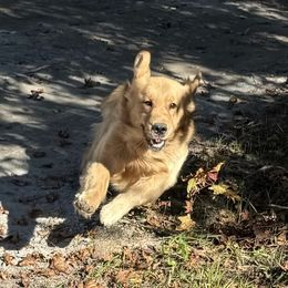 Willy - Golden Retriever