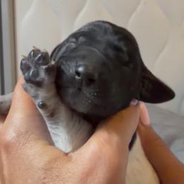 Snow moon - Black and white female German Shorthaired Pointer puppy in San Antonio, Texas from Alvarado Farm Kennels, LLC