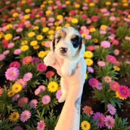 Sneezy - Dapple male Dachshund puppy in Westport, Kentucky from Lonestar Creek Farm