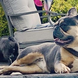French Bulldogs from Charlotte McGhee's French Bulldogs