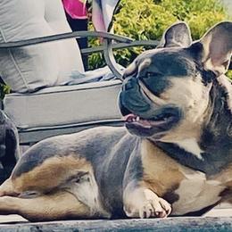French Bulldogs from Charlotte McGhee's French Bulldogs