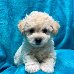 Rossi- Yellow Collar - White male Bichon Frise puppy in 63101 (St. Louis Metro Area), Missouri from BichonSTL