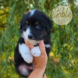 Gable - The Heartthrob - Black tri-color male Australian Shepherd puppy in Pittsville, Wisconsin from Match Dot Pup