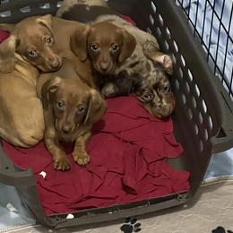 Dachshund Puppies from Honey Creek Doxies