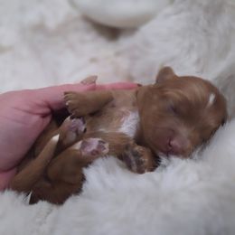 Aston martin - Red male Aussiedoodle puppy in North Royalton, Ohio from Johnson's Doodles