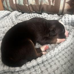 Fujara - Black tri-color male Australian Shepherd puppy in Bennett, Colorado from Alolan Angel Aussies