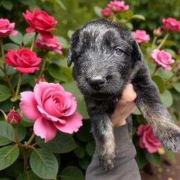 Hydra - Bi-color female German Shepherd puppy in Oakland, Oregon from VHM German Shepherds