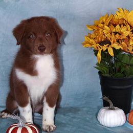 Boy 4 - Red Australian Shepherd puppy in Willcox, Arizona from Narita Farms Aussies