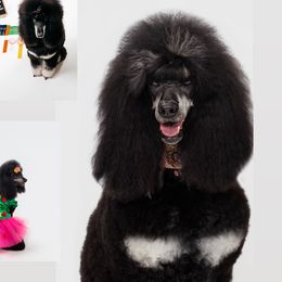 Ebony - Poodle