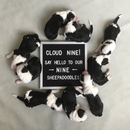 Old English Sheepdog and Sheepadoodle Puppies from Doodlefolk