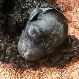 Poodles from Ms. Julia's Poodle Manor