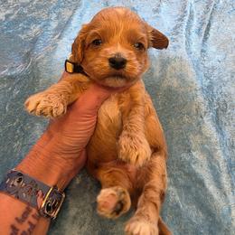 The Kid - Red male Cavapoo puppy in Gresham, Oregon from Paisley Cavapoos