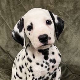 Boy 4 - Dalmatian puppy from Poconopaws