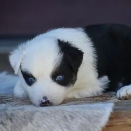 Pierce - Black & white male Australian Shepherd puppy in Prineville, Oregon from KC’s Aussies