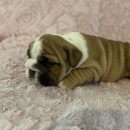 Bulldog Puppies from Semper Fi Bulldogs