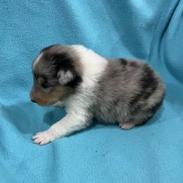 Boy 1 - Blue merle Collie puppy in Bad Axe, Michigan from Collie Campo