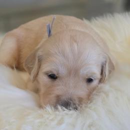 3 females and 1 male available from litter of 9 - Light golden female Golden Retriever puppy in Galt, California from Golden Hearts Ranch English Cream Retrievers