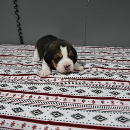 Red collar male - Black tan and white male Beagle puppy in Fontana, California from JLB Beagles & MBT