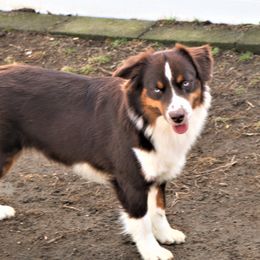 Autumn - Miniature American Shepherd