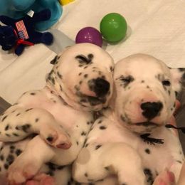 Dalmatian and Labrador Retriever Puppies from ECMO Farm Dalmatians & ECMO Farm Fox Red Labs