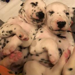 Dalmatian and Labrador Retriever Puppies from ECMO Farm Dalmatians & ECMO Farm Fox Red Labs