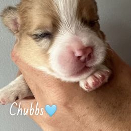 Chubbs - Red merle and white male American Corgi puppy in Wegan, Indiana from Brave Country Kennels