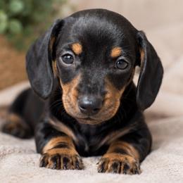 Romeo - Black and tan male Dachshund puppy in Desloge, Missouri from Snows Doxies