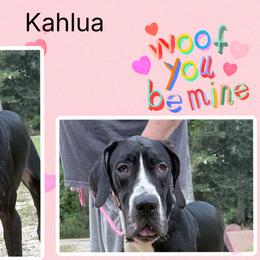 Kahlua - Black female Great Dane puppy in Gonzales, Louisiana from Anstatt House Of Danes