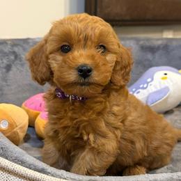 Rocky - Red  male Goldendoodle puppy in Hayden, Alabama from Agape Southern Farms