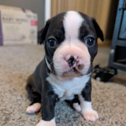 Sylvester - Blue male Boston Terrier puppy in Kansas City, Missouri from Boston's Boston Terriers AKC