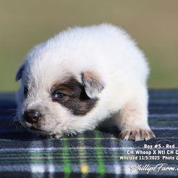 Charlie Boy 5 - Red speckled male Australian Cattle Dog puppy in Point, Texas from Lakylu Kennels