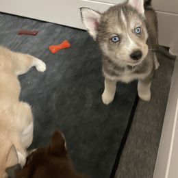 Pomsky Puppies from JsPomskies