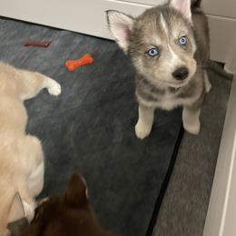 Pomsky Puppies from JsPomskies