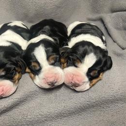 Basset Hound puppies from Peach Blossom Bassets