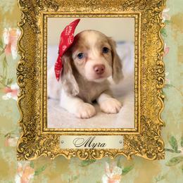 Dachshund Puppies from Vibrant Eyes Doxies