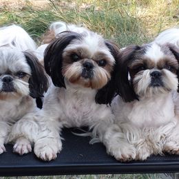 Shih Tzu All Grown Up from Sapphire Shih Tzu