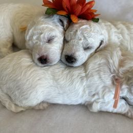 Bichon Frise Puppies from Charming Bichons