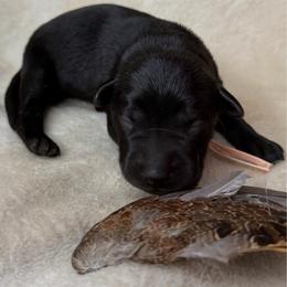 Cricket - Black female Labrador Retriever puppy in Grants Pass, Oregon from KnR Antler Dogs ~ Labrador Retrievers & Corgis