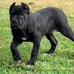 All Black Female - Black female Cane Corso puppy in Atlanta, Georgia from Cane Corso’s of Atlanta