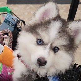 Boots - Pomsky puppy from 'Brick'House Couture Pomskies