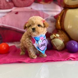 London (tiny girl) - Apricot female Maltipoo puppy in San Diego, California from Maltipoos SD
