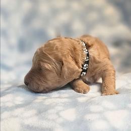 MAPLE - Apricot female Goldendoodle puppy in Harris County, Texas from Cute & Curly Doodles