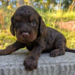 Nutmeg - Chocolate male Cavapoo puppy in Coshocton, Ohio from Forever Family Puppies