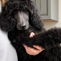 Emma - Blue female Poodle puppy in Greenwich, New York from MizzElle’s Standard Poodles