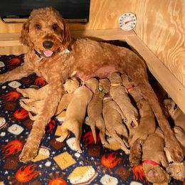 Goldendoodle Puppies from Penny Doodles VA