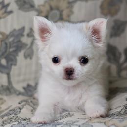 Marshmallow 4350 - White male Chihuahua puppy in Beaumont, Texas from Down south pups